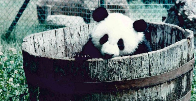 Un joven Chu-Lin jugando en el Zoo de Madrid. / Archivo fotográfico de Zoo-Aquarium de Madrid