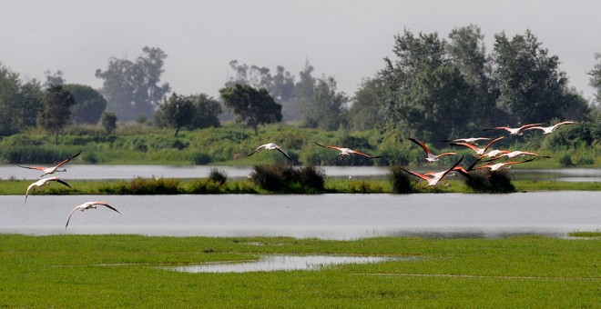 Doñana es uno de los principales humedales españoles, incluido en la lista Ramsar de humedales más importantes del mundo. AFP