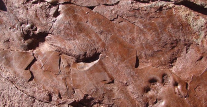 Icinita del Valle de Manyanet asociada a un tenmnospóndilo / Institut Català de Paleontologia Miquel Crusafont