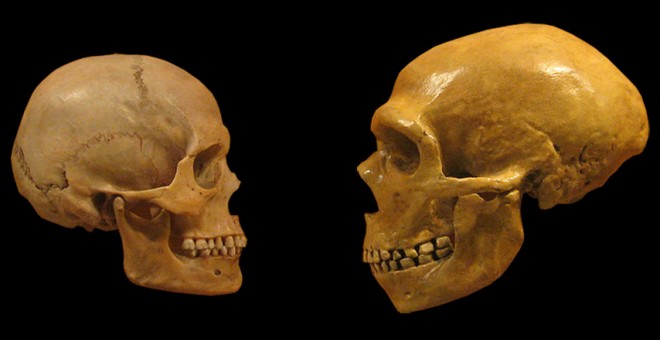 Cráneos de sapiens y neandertal.- CSIC