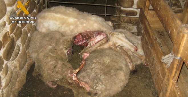 La Guardia Civil halló solo 12 ovejas vivas de un rebaño de 300 que su dueño tenía abandonadas