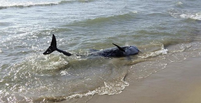 Uno de los dos delfines calderón que han sido avistados esta mañana en la playa del Grao de Burriana (Castellón), donde posteriormente han fallecido tras los intentos de rescate por parte de biólogos del Oceanográfico de Valencia, desplazados hasta el mu
