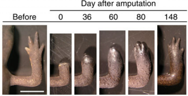 Regeneración de una pata de salamandra transgénica tras su amputación para el estudio. / Hibiki Vincent Tanaka et al.