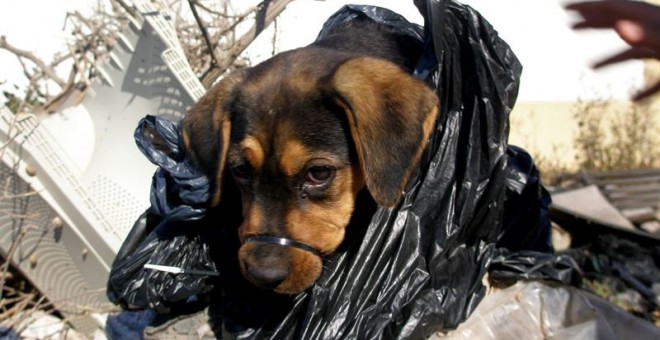 Campa, la cachorro que fue abandonada, ha sido acogida por la asociación protectora La Huella Roja. EUROPA PRESS/La Huella Roja