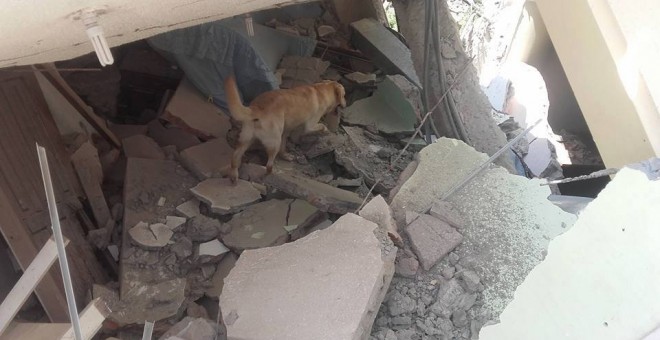 Dayko, un perro labrador de cuatro años que formaba parte de la unidad canina del Cuerpo de Bomberos de Ibarra.