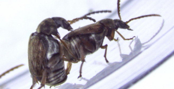 Un escarabajo macho intenta montar a otro, pero de manera general el escarabajo montado escapa. / Ivain Martinossi-Allibert