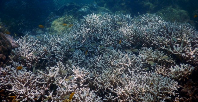 Imagen facilitada por el Centro de Excelencia de Estudios de Arrecifes Coralinos. EFE