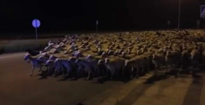 Un millar de ovejas irrumpe por sorpresa en el casco urbano de Huesca mientras su pastor duerme. Facebook/ Policía Local de Huesca