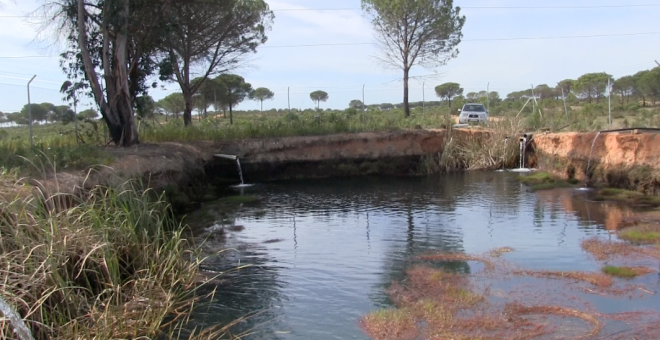 Balsa ilegal en Doñana.