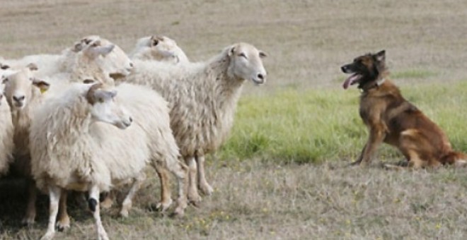 Un perro pastor conduce a un rebaño de ovejas. EFE