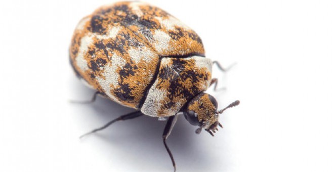 Uno de los artrópodos más comunes que los investigadores encontraron en los hogares: el escarabajo de las alfombras (Anthrenus verbasci). / Matt Bertone/Universidad Estatal de Carolina del Norte.
