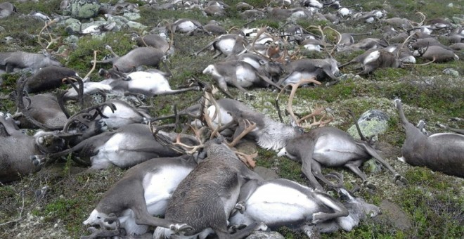 Imagen de los renos salvajes muertos tras la caída de un rayo en Hardangervidda (Noruega). REUTERS / Havard Kjotvedt / SNO / Miljodirektoratet / NTB Scanpix