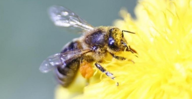 Una abeja recolecta néctar de una flor. REUTERS