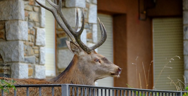 Un ciervo se refugia en un balcón en Llívia huyendo de los cazadores