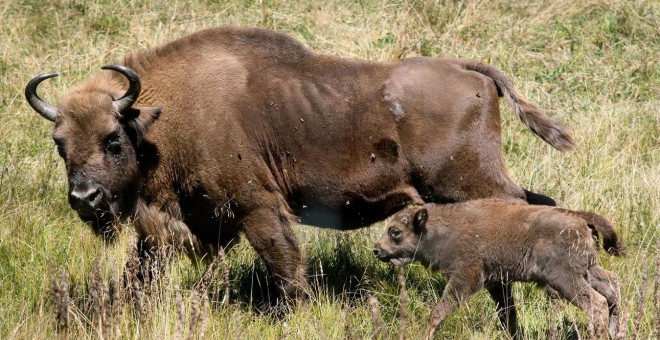 Ejemplares de bisonte europeo. EFE