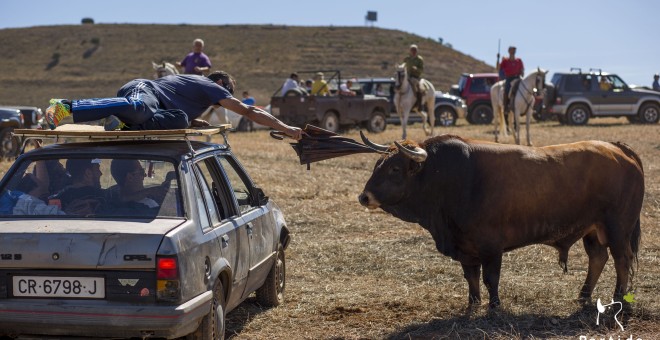 PACMA denuncia los encierros de varios municipios guadalajareños  por ser 'un rally contra los toros'.