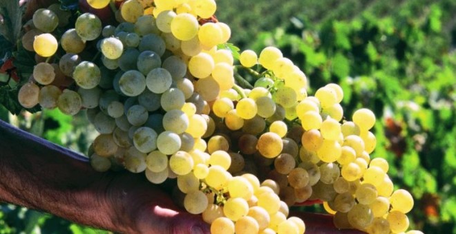 La técnica del chileno Anareda permitiría, con cualquier tipo de uva, regular la cantidad de alcohol.