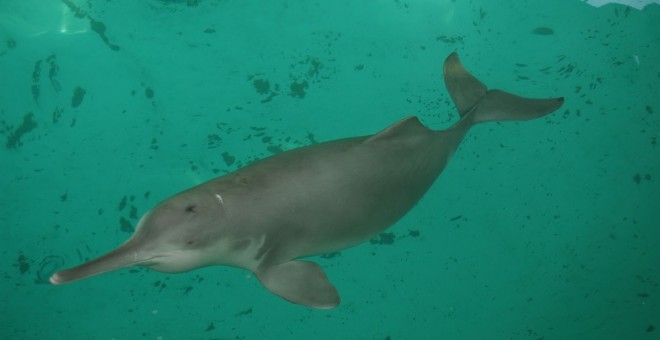 El delfín de río chino o 'baiji'. REUTERS/ Handout/Institute of Hydrobiology, Chinese Academy of Sciences