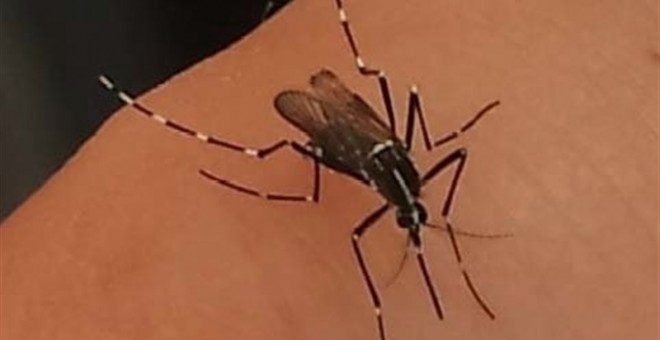 Ejemplar de mosquito tigre sobre un brazo. /GENERALITAT DE CATALUNYA