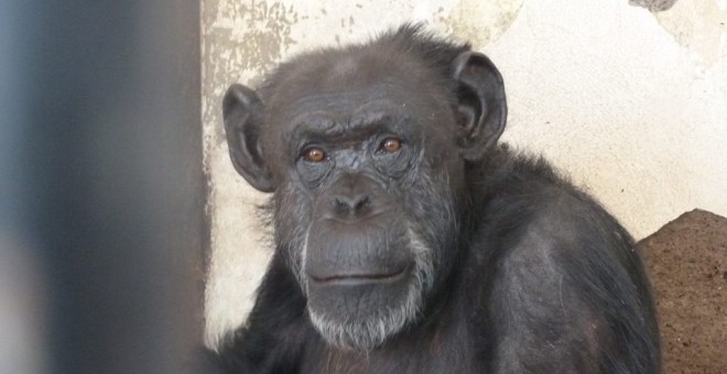 Cecilia, una chimpancé que será trasladada a un Santuraio.