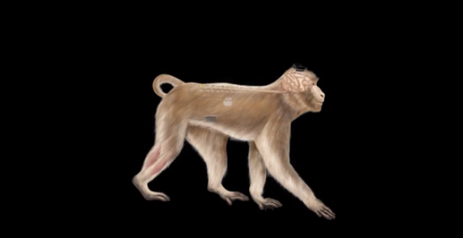 Esquema de uno de los macacos a los que se ha realizado la intervención. Imagen: Nature