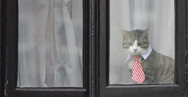 El gato de Julian Assange con cuello y corbata observa atentamente por una de las ventanas de la Embajada de Ecuador en Londres. EFE/Hannah Mckay
