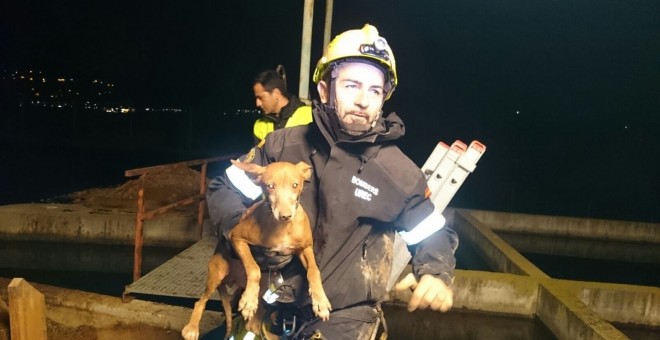 Imagen del animal rescatado. EUROPA PRESS/ CONSORCIO DE BOMBEROS DE VALENCIA