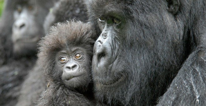 Una hembra de gorila junto a su cría de cuatro meses en la República Democrática del Congo. / Conservation International | Russell A. Mittermeier