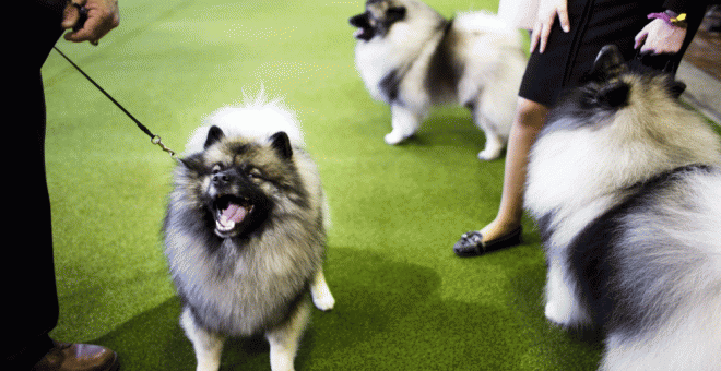 Tres perros de raza keeshonds durante la competición canina del Club Westminster Kennel en Nueva York. EFE