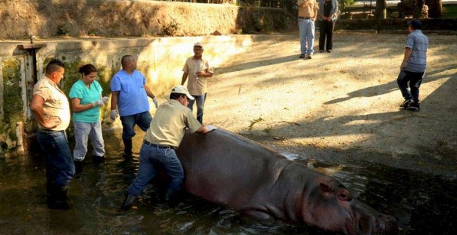 Imagen del día 25 de febrero de 2016, cedida por la Secretaría de Cultura de la Presidencia de El Salvador que muestra al personal del zoológico nacional, atendiendo al hipopótamo Gustavito. | EFE