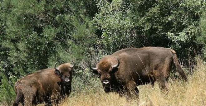 Bisontes de la reserva de Benalgéber (Valencia) / EFE