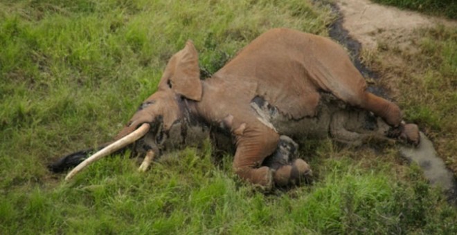 El cadáver de Satao 2. - TSAVO TRUST