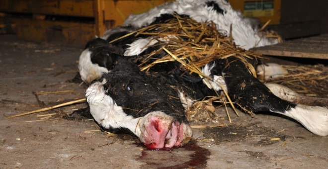 Una vaca en la granja de Somerset donde se producía el maltrato. IA