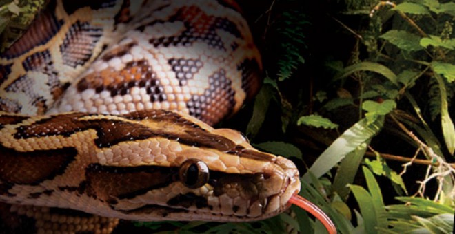 Ejemplar de serpiente pitón de Birmania.- FLORIDA AQUARIUM