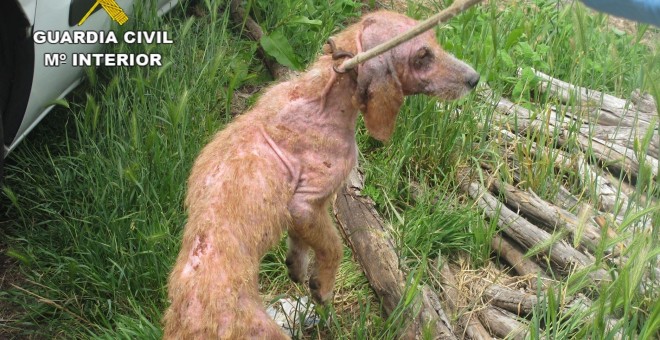 Imagen de uno de los perros rescatados por la Guardia Civil. SEPRONA/Europa Press