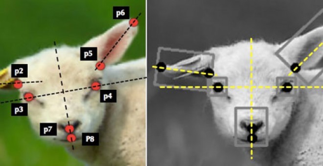Los ocho puntos que registra el programa de reconocimiento facial para detectar el dolor en las ovejas y la cara normalizada utilizada como referencia./CAMBRIDGE UNIVERSITY