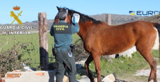 Uno de los caballos rescatados por la Guardia Civil.
