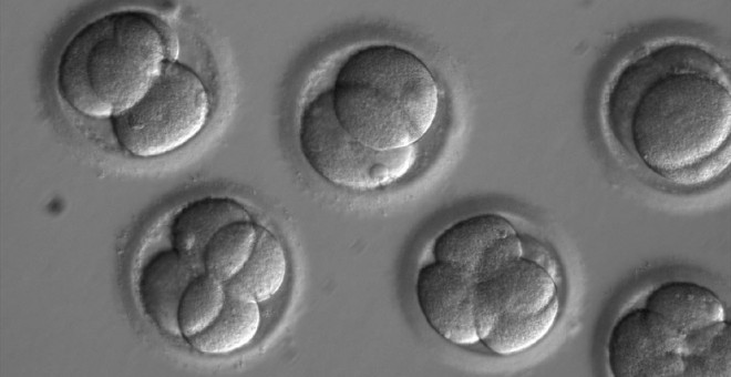 Embriones investigados en el Instituto Salk, de California. / OREGON HEALTH SCIENCES