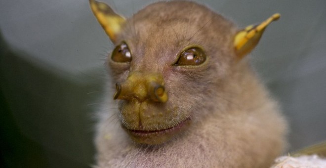 El 'Nyctimene papuanus', conocido como murciélago yoda, por su parecido al maestro yedi de la saga de 'Star Wars'.