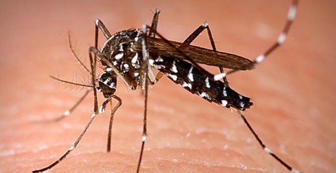 Mosquito tigre (Aedes albopictus)