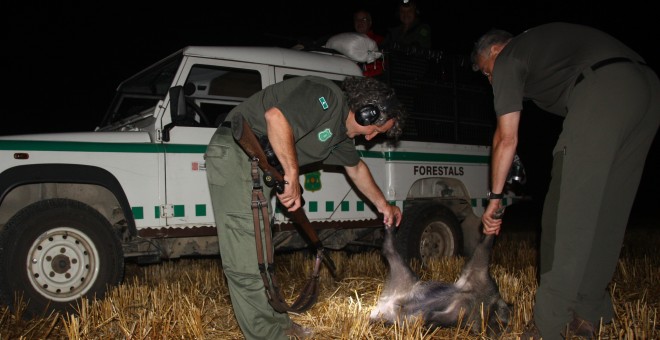 Agents Rurals cacen un porc senglar en una batuda. FOTO: Agents Rurals