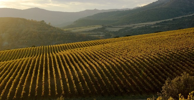 Vinyes de Cellers Torres a Tremp.