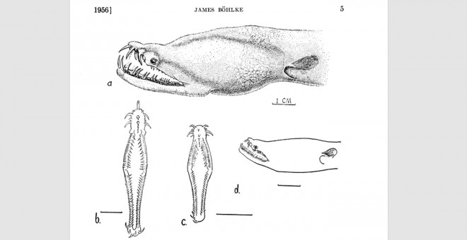 Descripción del científico científico James Böhlke, que documentó por primera vez un ejemplar de Aplatophis chauliodus en 1956