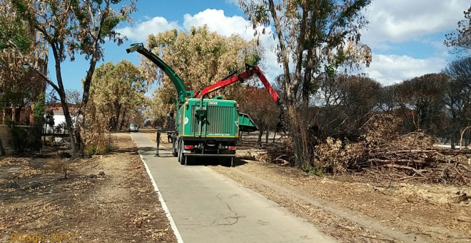 Una máquina quita ramas de árboles quemados en el incendio de Doñana.