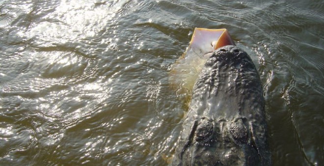Un aligátor captura una mantarraya en la costa sureste de Florida. / Russell H. Lowers
