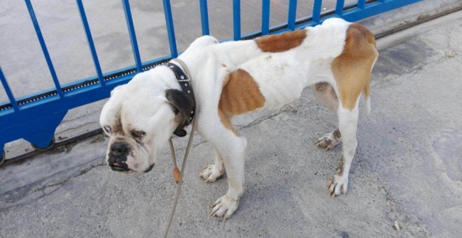 El bulldog de Javi C. cuando fue llevado al centro veterinario