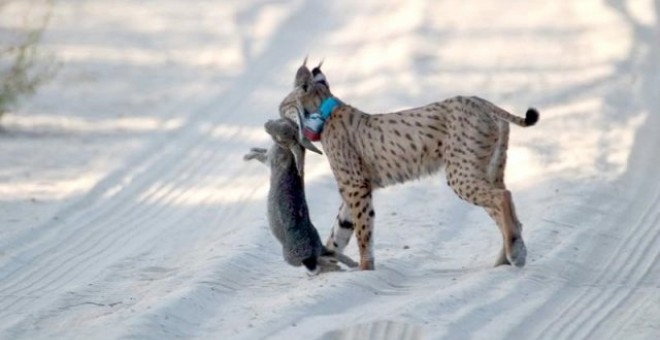 Un lince atrapa a un conejo, su principal fuente de alimento. JUAN MANUEL SÁEZ MUÑOZ / LIFE+IBERLINCE