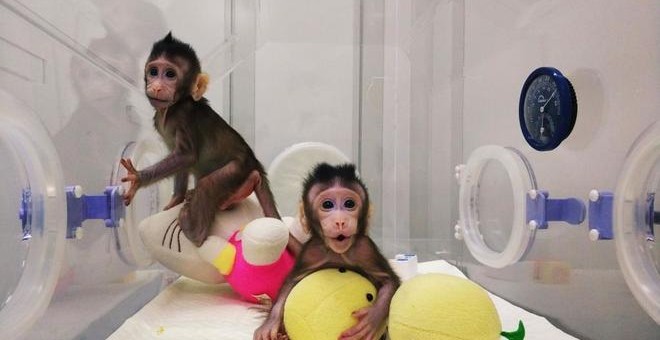 Los monos clonados Zhong Zhong y Hua Hua. AFP