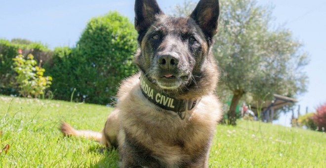 Elton, uno de los 550 perros de la Guardia Civil especializados en la búsqueda de personas desaparecidas. Guardia Civil