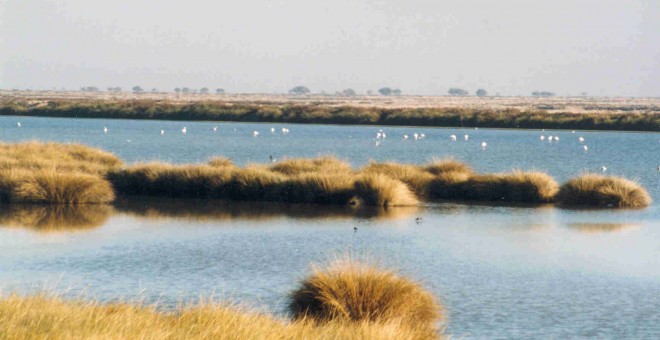 Lagunas de El Acebuche, en la zona de marismas del Parque Nacional de Doñana. WIKIPEDIA